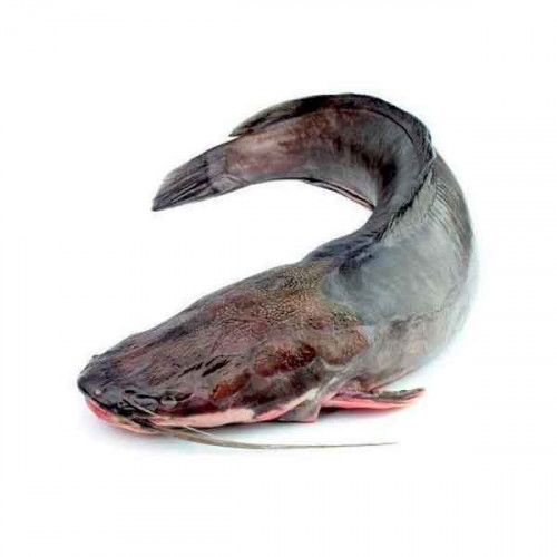 Fresh Cat Fish - 1Kg (Approx) 