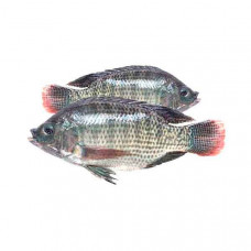 Fresh Egyptian Tilapia Big - 1Kg (Approx) 