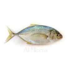 RABIB FISH MEDIUM KG