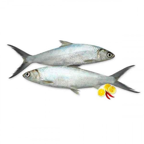 Fresh Milk Fish Big - 1Kg (Approx)  Fresh Milk Fish Big - 1Kg (Approx)