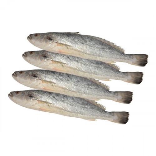 Fresh Nuwaibi Fish - Kuwait - 1Kg (Approx)  Fresh Nuwaibi Fish - Kuwait - 1Kg (Approx)
