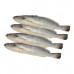 Fresh Nuwaibi Fish - Kuwait - 1Kg (Approx)  Fresh Nuwaibi Fish - Kuwait - 1Kg (Approx)