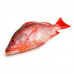 Fresh Red Snapper Fish 1Kg (Approx)  Fresh Red Snapper Fish 1Kg (Approx)